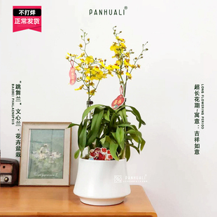跳舞兰文心兰花卉植物盆栽室内客厅绿植带花带花苞超长花期
