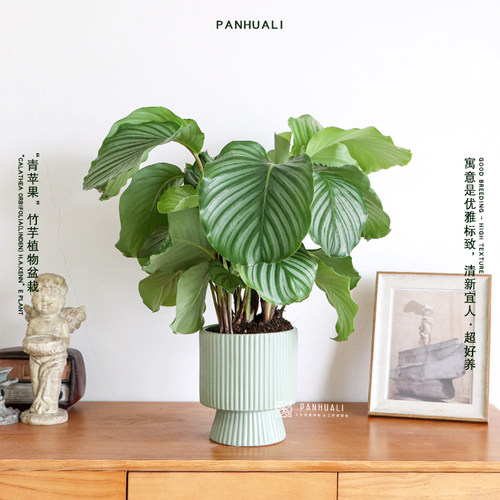 好养绿植青苹果竹芋植物室内盆栽