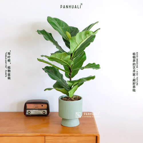超好养的琴叶榕植物盆栽室内绿植