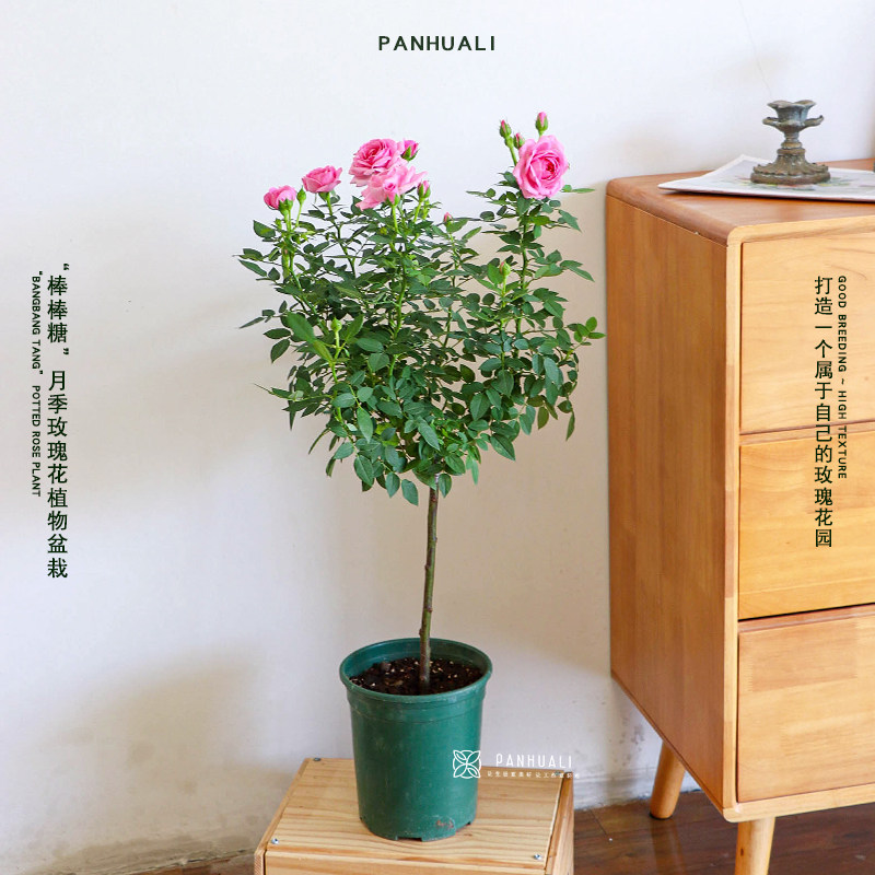 月季玫瑰花大花苗室内外花卉盆栽