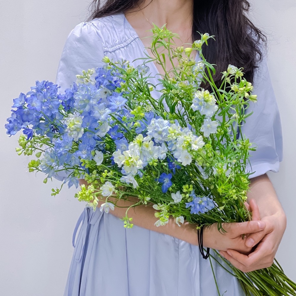 精选小飞燕鲜切花配搭鲜花叶材草花家庭摆设植物花卉花艺花束配花
