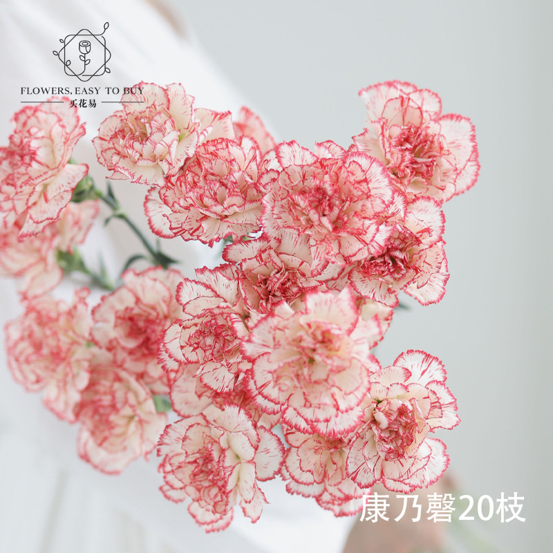康乃馨单头20支水插鲜花客厅摆设送人母亲节生日花束礼物花卉直批