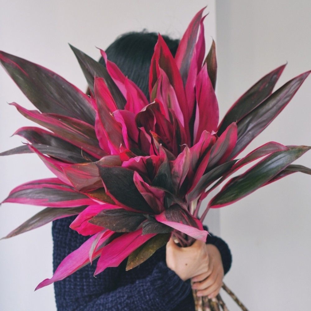 精选红朱蕉鸿运竹红叶富贵竹家庭花瓶水养镇宅玄关摆放植物花卉