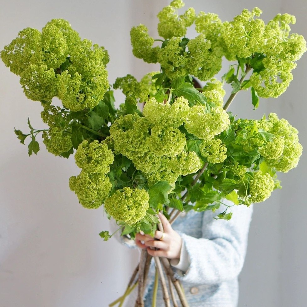 荷兰木绣球鲜切花花瓶水养鲜花客厅桌面摆设植物花卉花艺造型搭配