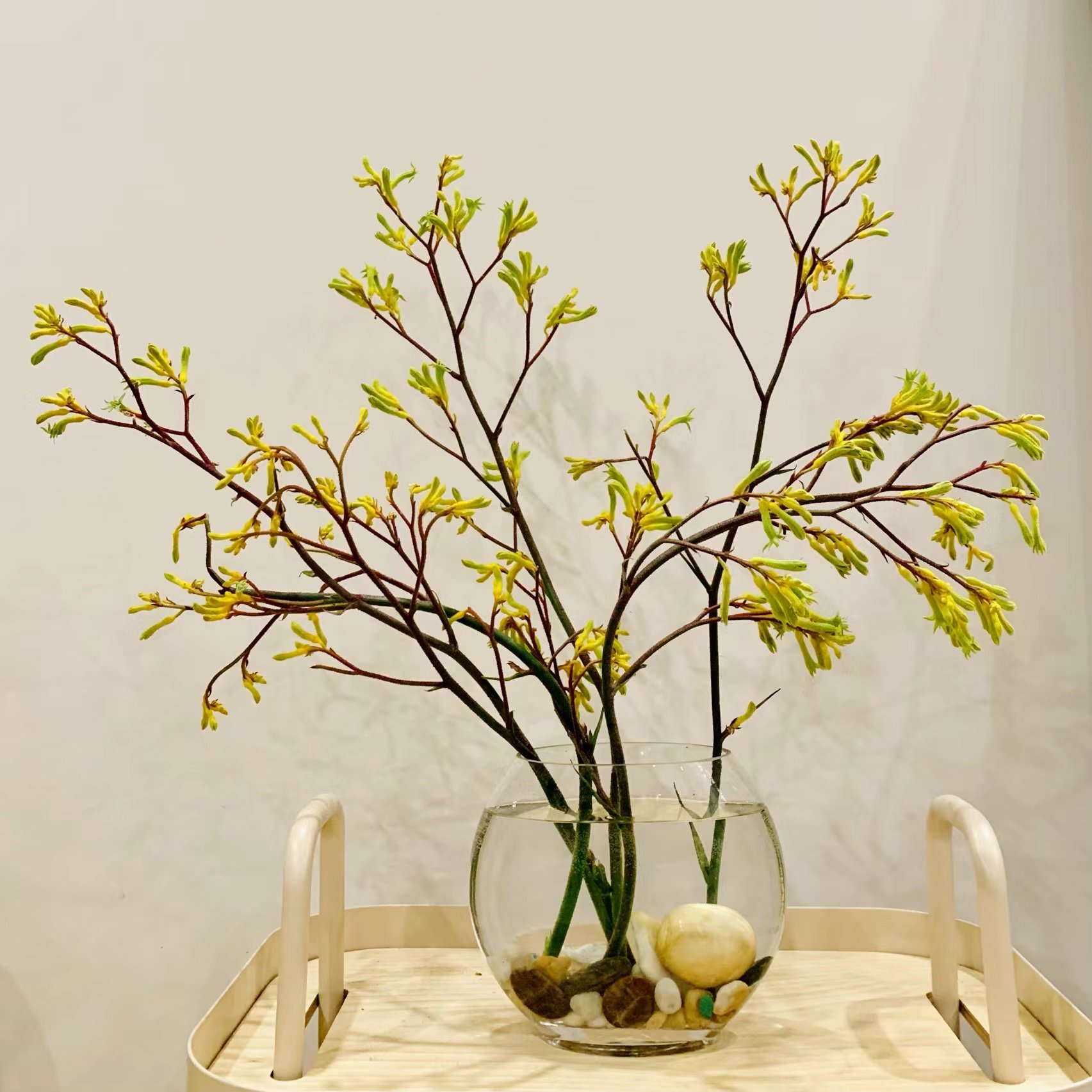 a级袋鼠爪花水养鲜花家居摆设配花叶材送人草本花卉植物顺丰发货