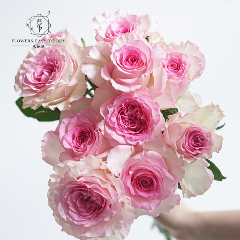 优选玫瑰花多品种选择水养鲜花百合月季家居摆设花卉绿植顺丰发货