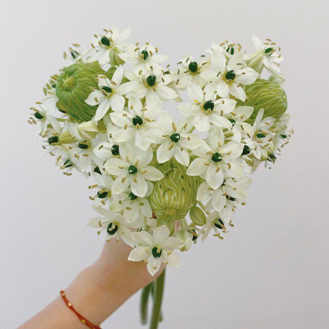 精选天鹅绒鲜切花伯利恒之星客厅水养鲜花植物花卉花艺配搭发顺丰