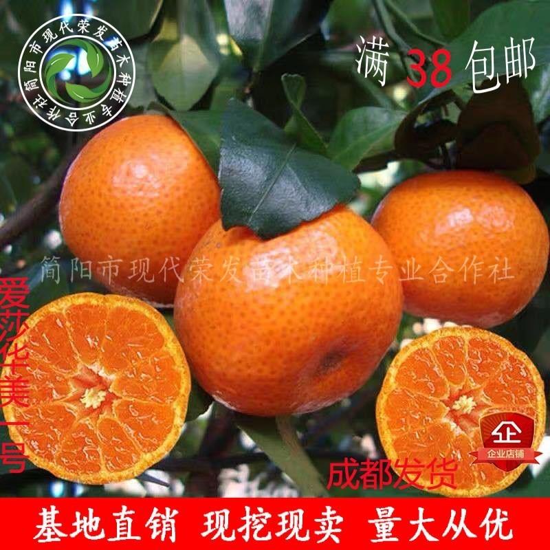 爱莎柑橘苖新品上市华美一号橘子树苖特早熟爱媛砂糖橘子树苖易活