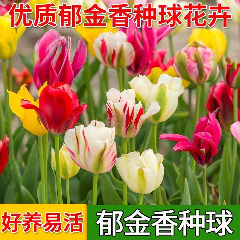 包邮 进口郁金香种球单瓣品种3粒装5度球  郁金香种球