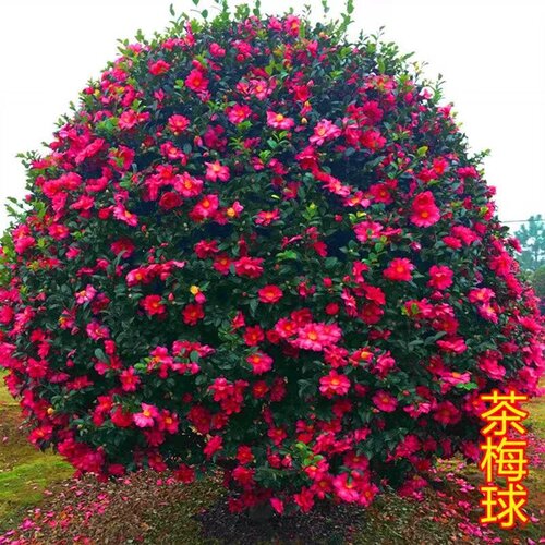 茶梅花苗树球盆栽冬四季带苞