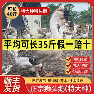 鹅活苗正宗特大种狮头鹅活苗潮汕特大型狮子头鹅灰狮头鹅幼苗活体
