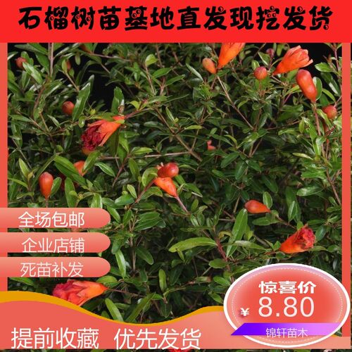 大型石榴树盆景价格 多少钱