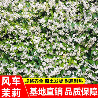 风车茉莉爬藤植物棒棒糖粉色络石藤大苗浓香型花苗室内外庭院盆栽