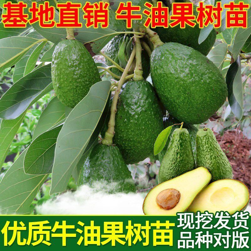包邮牛油果树苖 果树苖(酪梨,鳄梨)墨西哥牛油果苖 樟梨 鳄梨