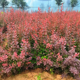 红叶小檗苗别墅庭院行道耐寒彩色绿篱笆色块紫叶小檗球红叶小波苗