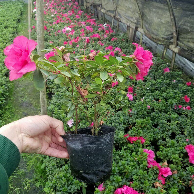 园林绿化苗木庭院植物毛杜鹃树苗四季杜鹃苗四季常青绿篱锦绣杜鹃