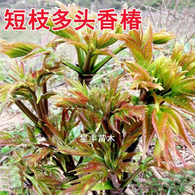香春树苗,春树苗,香树苗(第3页)_大山谷图库