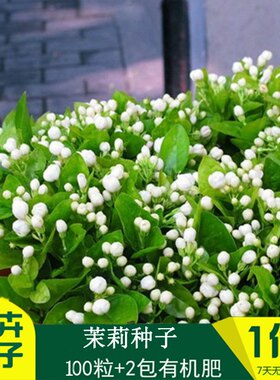 茉莉花种孑籽风车虎头白紫