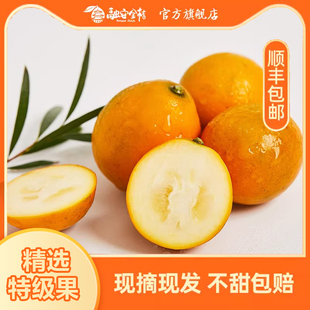 广西融安桔农人滑皮金桔当季新鲜水果鲜嫩多汁果园直发顺丰包邮