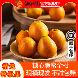 广西融安脆蜜金桔正宗脆蜜金柑当季 水果纯甜第三代大金桔5A级果王