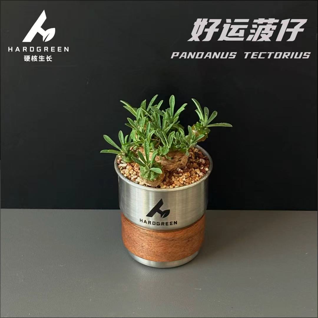 峨眉山小菠萝多肉绿植趣味盆栽