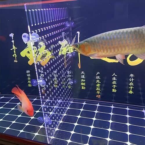 透明亚克力鱼缸专用隔离隔断板