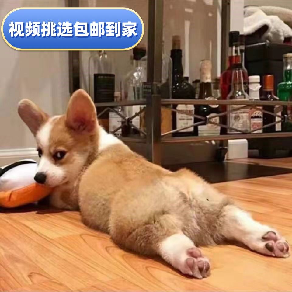 河北犬舍纯种柯基幼犬威尔士双色三色小短腿可爱活体宠物狗狗