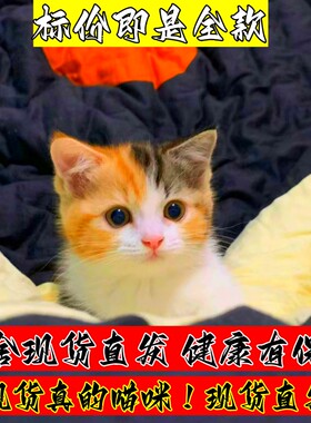 猫咪活物家养幼猫中华田园猫可爱橘猫狸猫狸白橘白猫黑猫幼崽土猫