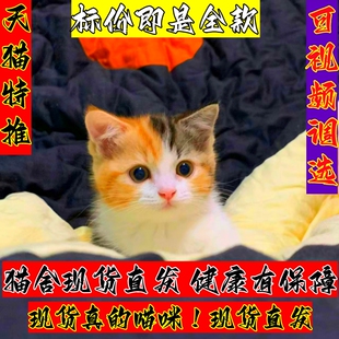 猫咪活物家养幼猫中华田园猫可爱橘猫狸猫狸白橘白猫黑猫幼崽土猫