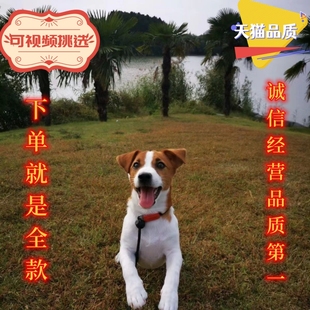 杰克罗素梗犬活体幼犬杰克罗素梗平毛刚毛活体猎犬牧师罗素