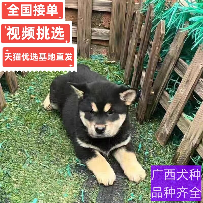 纯种中华田园犬广西土猎犬大头虎斑四眼铁包金五黑犬黄狗白面活体图片