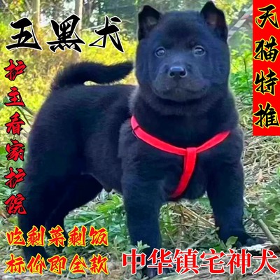 广西正宗五黑犬中华田园犬土猎犬赶山犬幼犬狗崽狗狗活体土狗活体