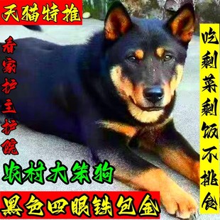 广西土猎黑色四眼铁包金中华田园犬看门土狗看家护院好养小狗幼崽
