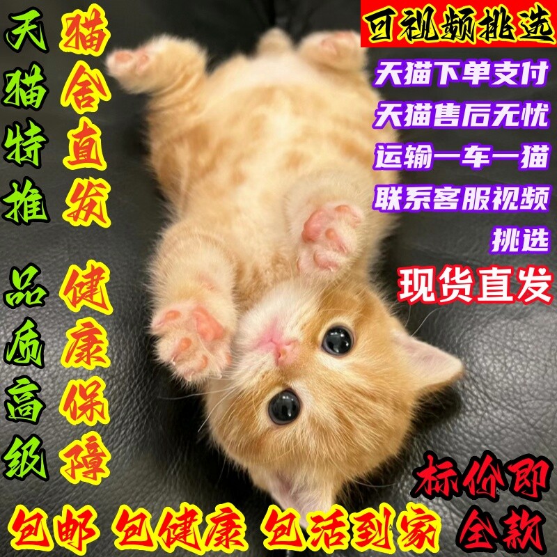 活体猫活物大橘猫宠物猫奶牛猫三花猫狸猫田园猫青成年土猫捕鼠猫