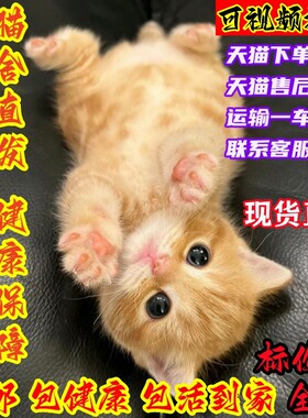 活体猫活物大橘猫宠物猫奶牛猫三花猫狸猫田园猫青成年土猫捕鼠猫