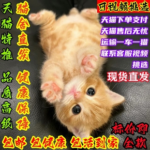 活体猫活物大橘猫宠物猫奶牛猫三花猫狸猫田园猫青成年土猫捕鼠猫