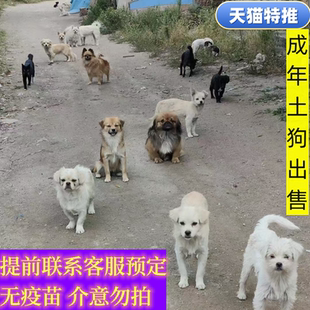 中华田园犬看家护院大黄铁包金四眼小花狗小白狗小黑狗幼犬土狗狗