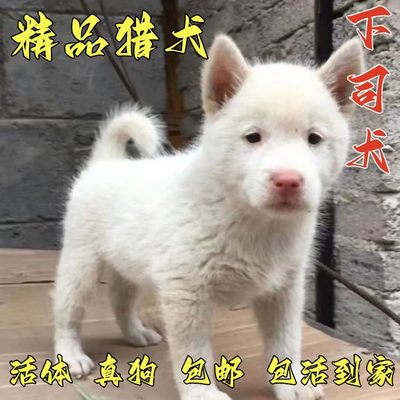 下司犬虎头猎犬纯种下司犬贵州猎狗猎犬赶山黑下司幼犬2个月狗狗