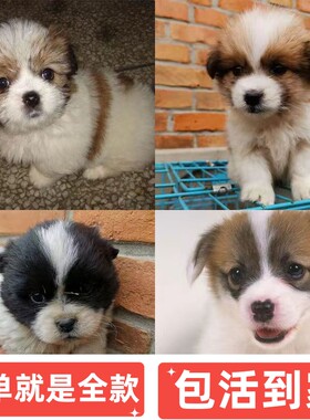 中华田园犬农村土狗幼崽小奶狗狗真狗活物幼犬家养本地活体宠物狗