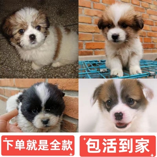 中华田园犬农村土狗幼崽小奶狗狗真狗活物幼犬家养本地活体宠物狗