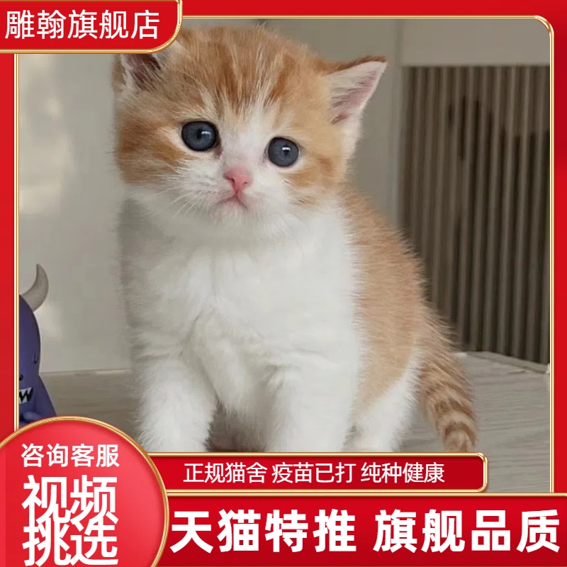 网红大橘中华田园猫活物捕鼠黑猫狸花猫幼崽便宜好养活猫咪活体