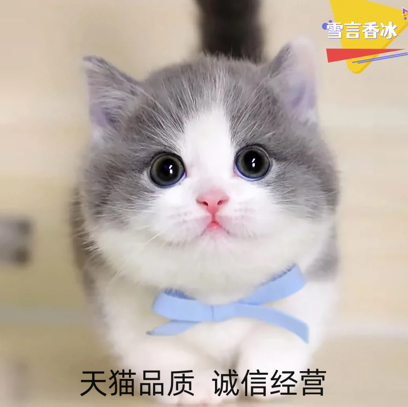 布偶猫咪活物宠物幼猫暹罗英短猫猫金银渐层蓝猫幼崽美短小猫