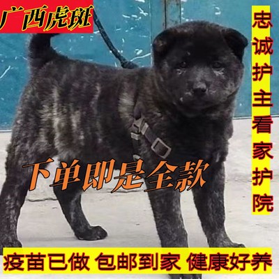 广西虎头虎斑狗土猎犬五红犬土猎狗四眼狗中华田园犬家养看家护院