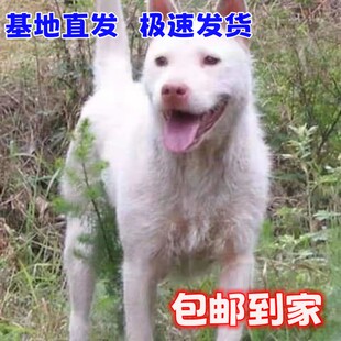 贵州下司犬五红纯种下司幼犬中短毛狗狗活体单只包邮赶山猎犬