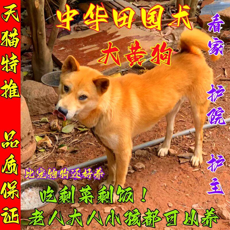 土猎犬黄狗白面大黄狗广西小狗幼犬赶山狩猎家养中华田园犬活体狗