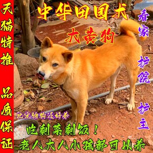 土猎犬黄狗白面大黄狗广西小狗幼犬赶山狩猎家养中华田园犬活体狗