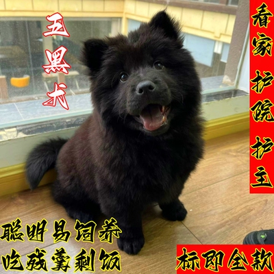 广西土猎犬虎斑幼犬活体