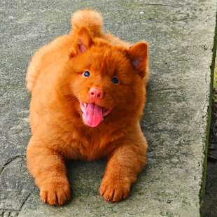 中华田园犬潮汕五红犬五黑犬活体幼犬狗崽狗狗虎斑土猎犬纯种狗狗