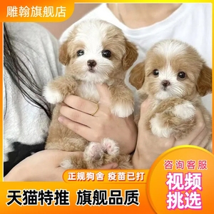 小体马尔济斯犬马尔济斯幼犬族犬超小茶杯犬可爱小奶狗萌网红