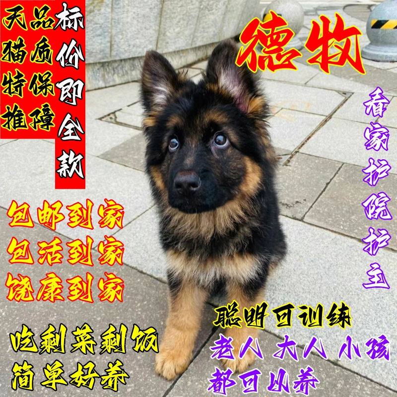 【顺丰包邮】德牧幼犬纯种德国牧羊犬正宗德牧犬幼崽小狗活物便宜